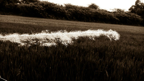 Plants growing on field