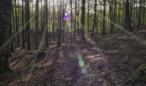 Sunlight streaming through trees in forest