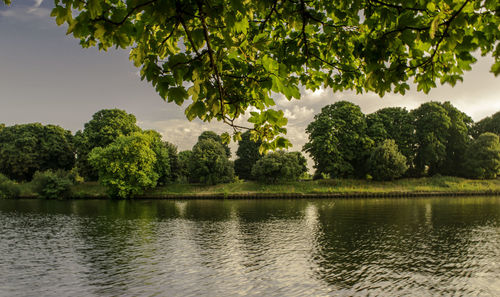 Scenic view of lake against trees