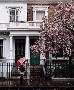 Cherry blossom tree in building during rainy season