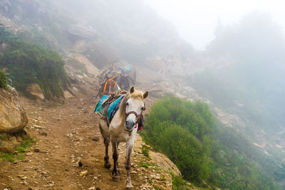 View of a horse on mountain