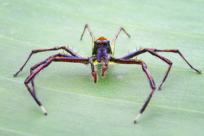 Close-up of spider