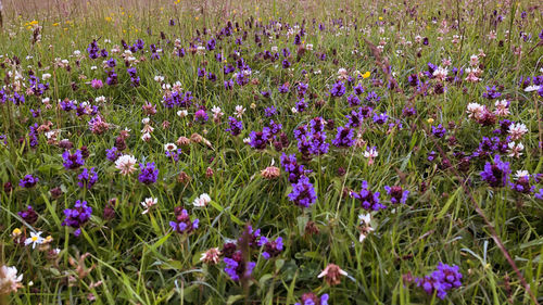 High angle view of purple flowering plants on field