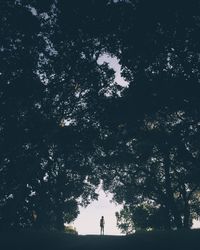Silhouette trees at night