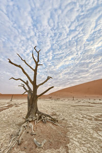 Bare tree on sand dune against sky