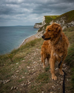 Dog looking away on sea shore