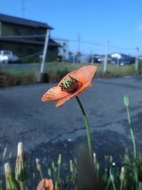 Close-up of flower on plant against sky