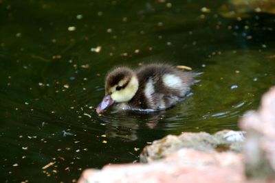 View of duck swimming in lake