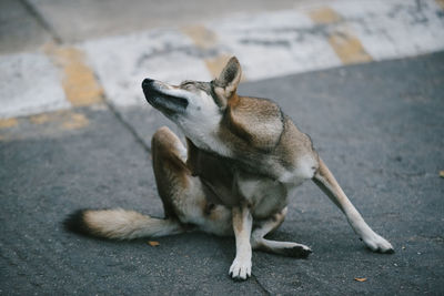 Dog lying on the road