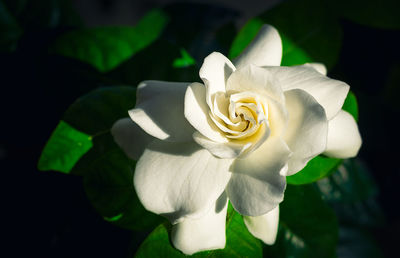 Close-up of rose blooming outdoors