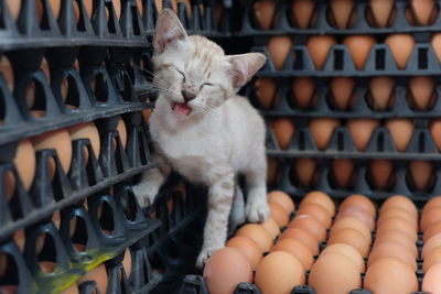 Cat on egg carton stack at store