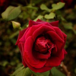 Close-up of rose blooming outdoors