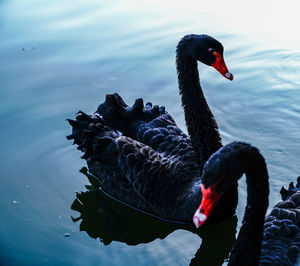 Black swan swimming in lake