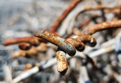 Rusty chain