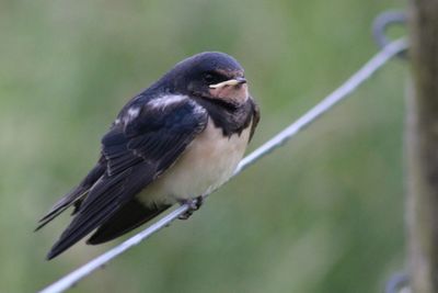 Close-up of bird perching on wall