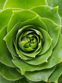 Close-up of succulent plant