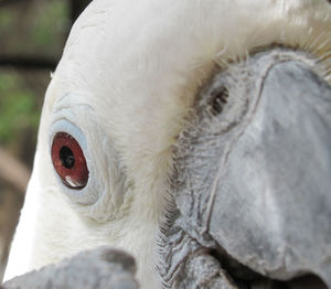 Close-up of swan