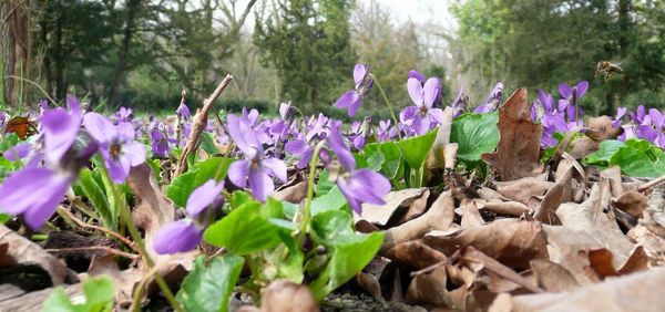 Close-up of purple flowers blooming in field