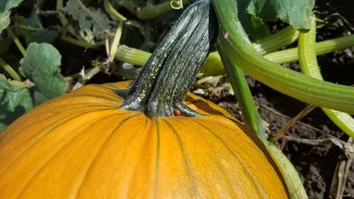 Close-up of pumpkin