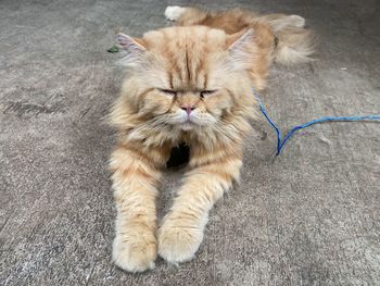 High angle view of cat relaxing outdoors