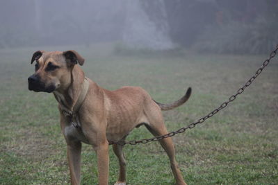 Close-up of dog standing on grass