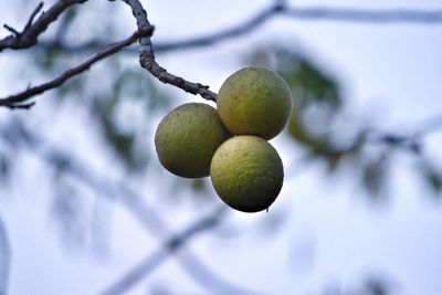 Close-up of fruits growing on tree