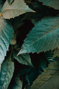 High angle view of leaves