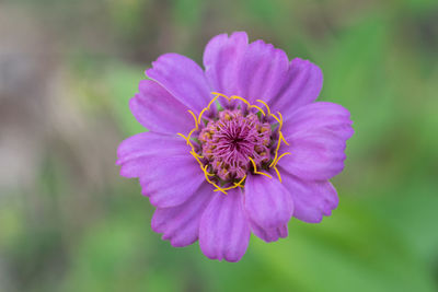 Close-up of passion flower blooming outdoors