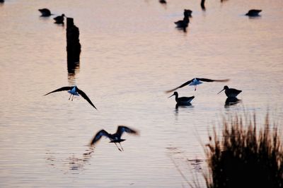Birds flying over lake