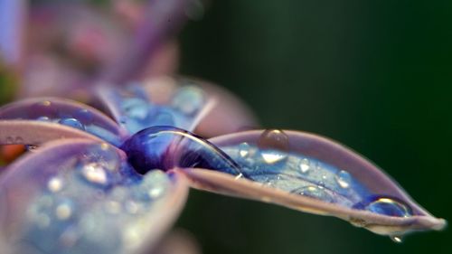 Close-up of dew drops on flower