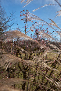 Close-up of plants against sky