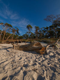 Driftwood on beach against blue sky