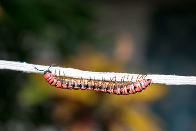 Close-up of insect on twig