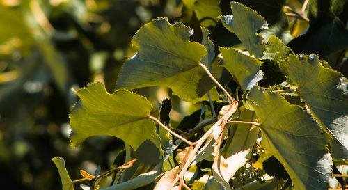 Close-up of a plant