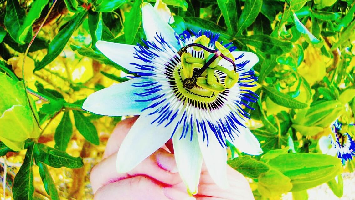 CLOSE-UP OF PASSION FLOWER