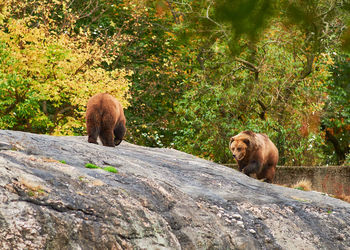 Brown grizzly bears are roaming the rock hill in their sizable enclosure at the bronx zoo