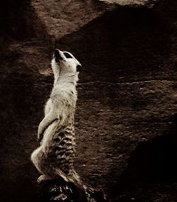 animal themes