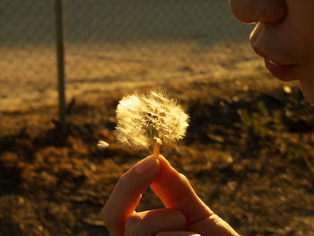 Close-up of boy hand blowing while holding dandelion flower