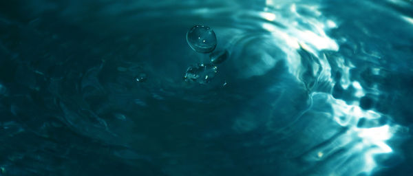 High angle view of jellyfish swimming in sea