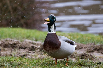 Close-up of duck on field