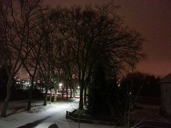 Road along trees at night