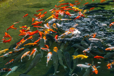 Close-up of koi carps swimming in pond