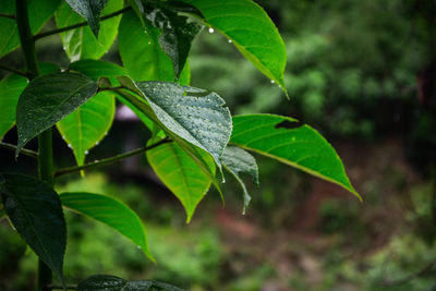 Close-up of raindrops on leaves