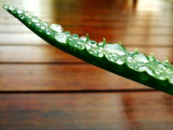 Close-up of raindrops on leaf