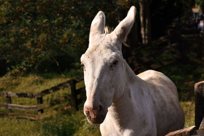 Close-up of a horse