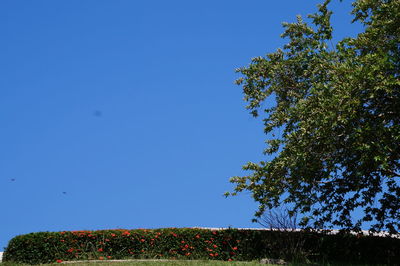 Low angle view of flowering trees against clear blue sky