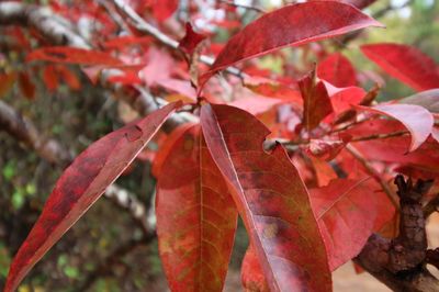 Close-up of leaves on tree