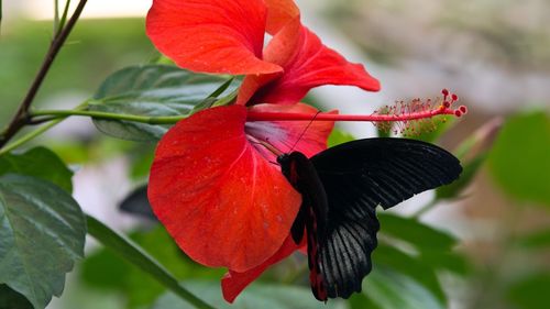 Close-up of butterfly on red hibiscus blooming outdoors