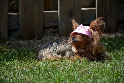 Dog relaxing on field