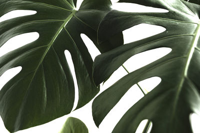 Full frame shot of palm leaf
